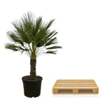 Chamaerops Humilis - 150 cm - Ø45cm