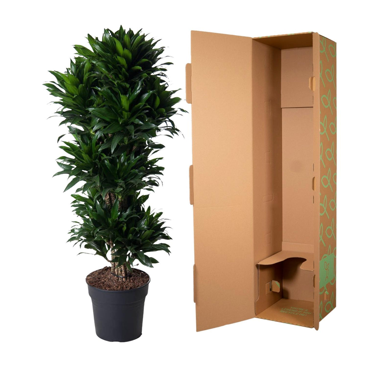 Dracaena Compacta verzweigt - 140 cm - ø31