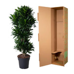 Dracaena Compacta verzweigt - 140 cm - ø31