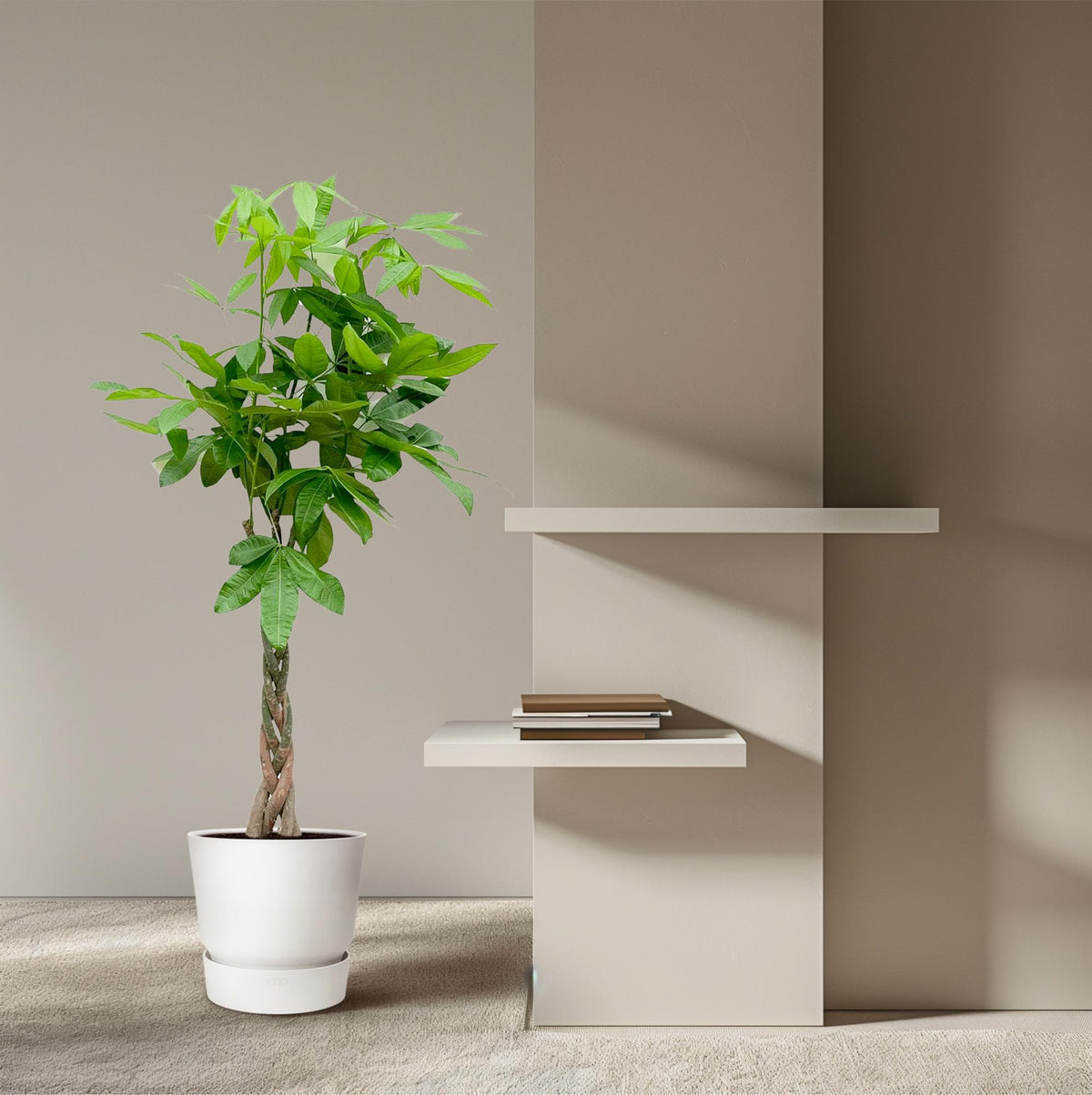 Pachira Aquatica - 140cm - ø27