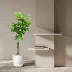 Pachira Aquatica - 140cm - ø27