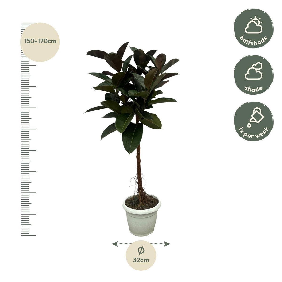 Ficus Elastica Robusten Stamm - 140 cm - Ø27cm