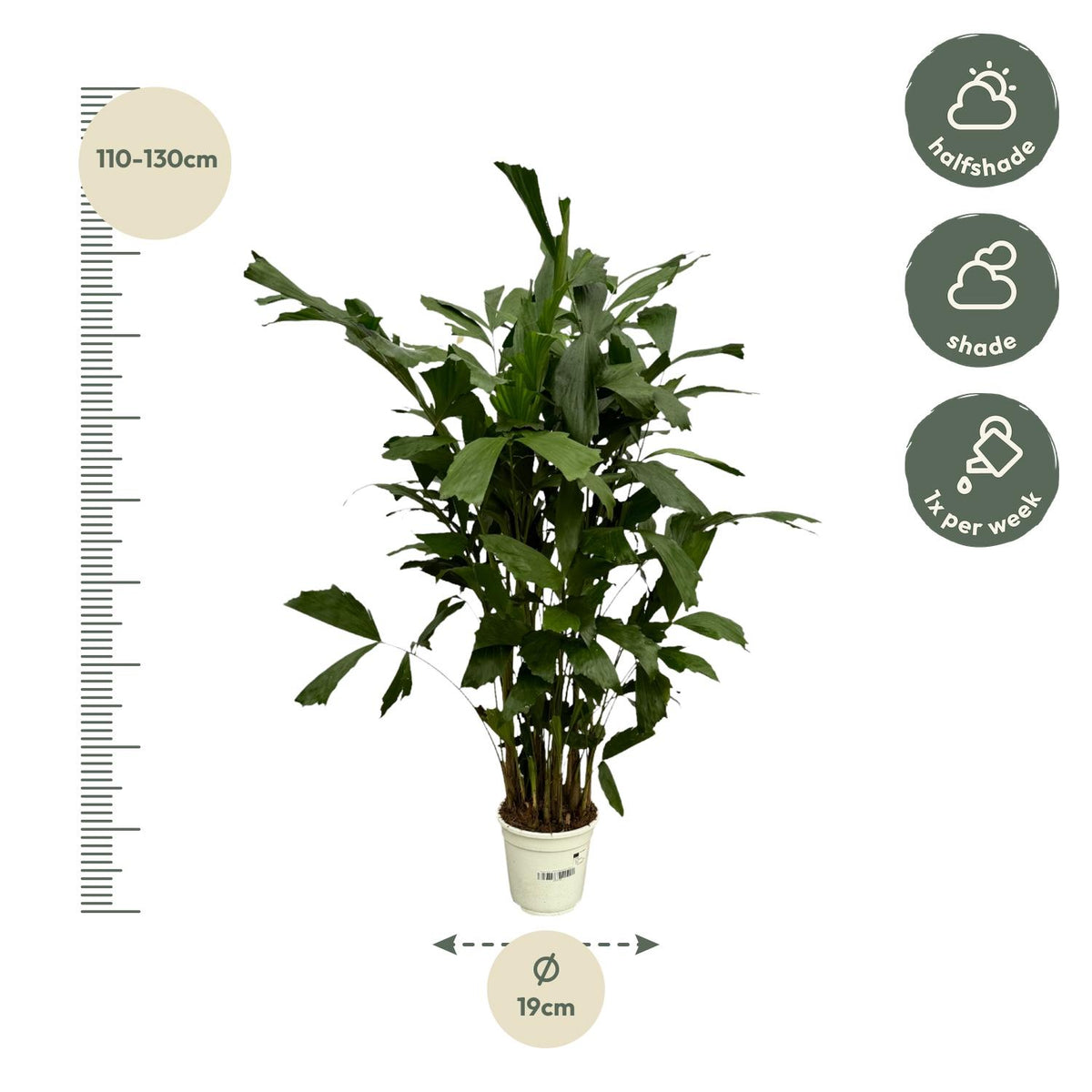 Caryota Mitis - 110 cm - Ø19cm