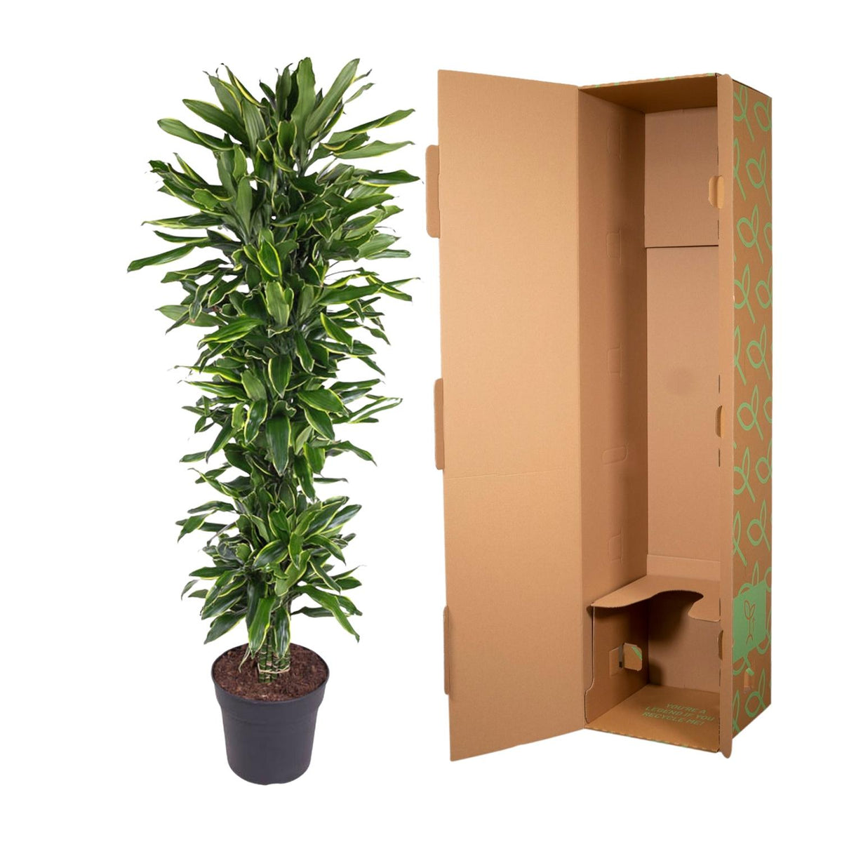 Dracaena Golden Coast verzweigt - 170 cm - ø34