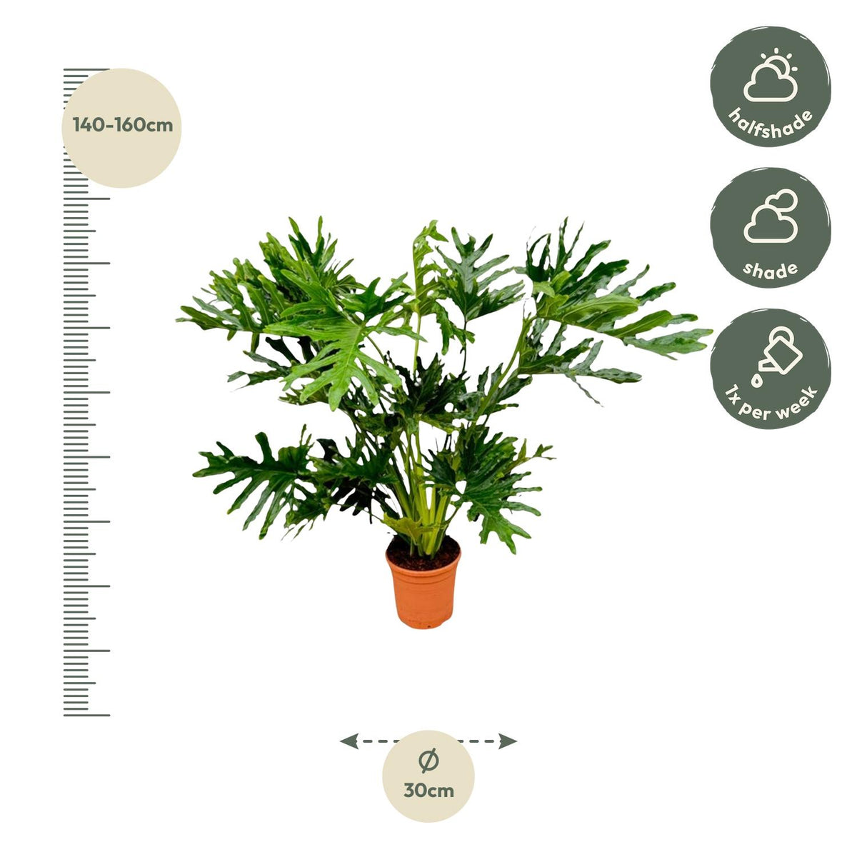 Philodendron Selloum - 120 cm - Ø27