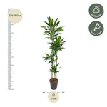 Dracaena Janet Lind - 180 cm - ø27