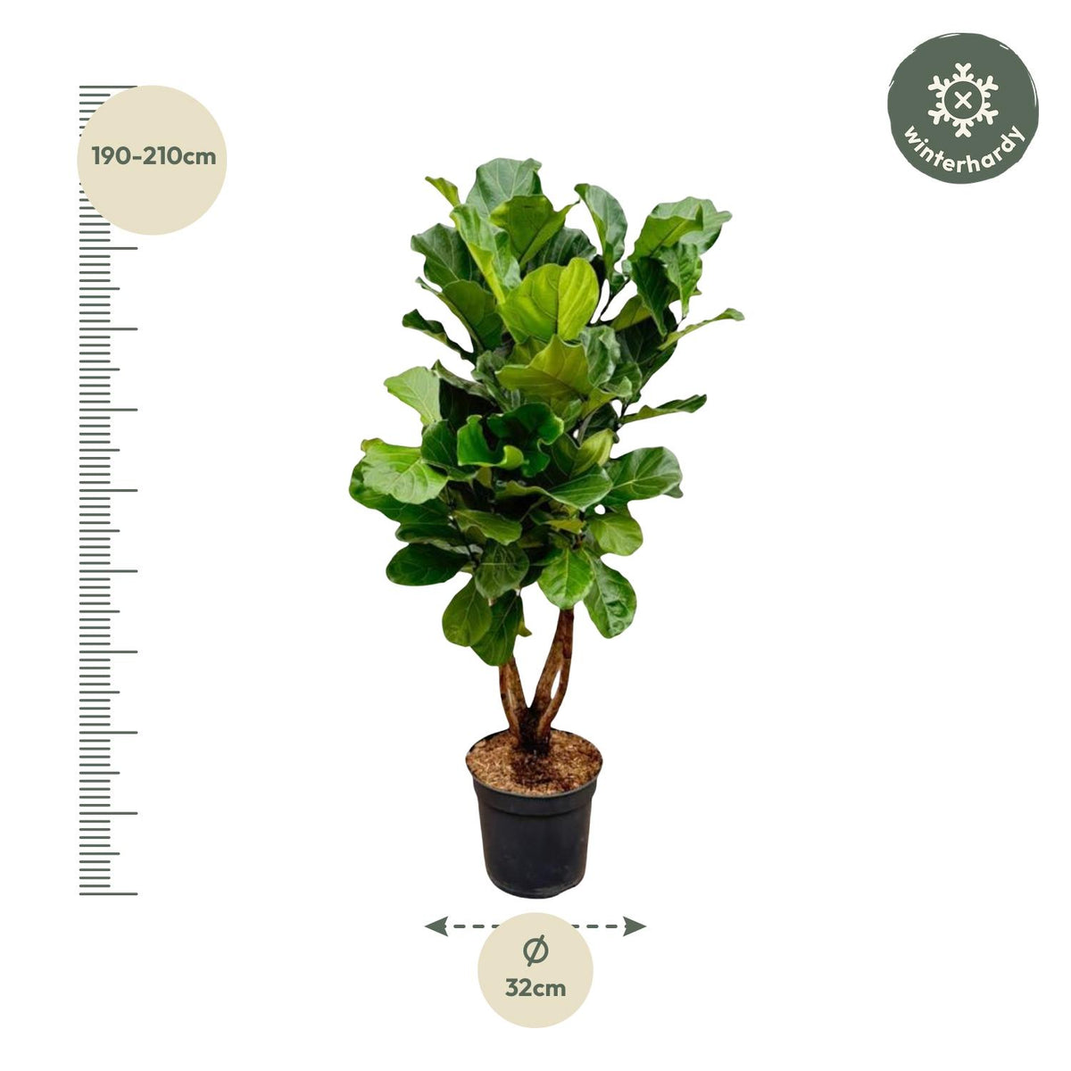 Ficus Lyrata verzeigt XL - 190cm - ø32