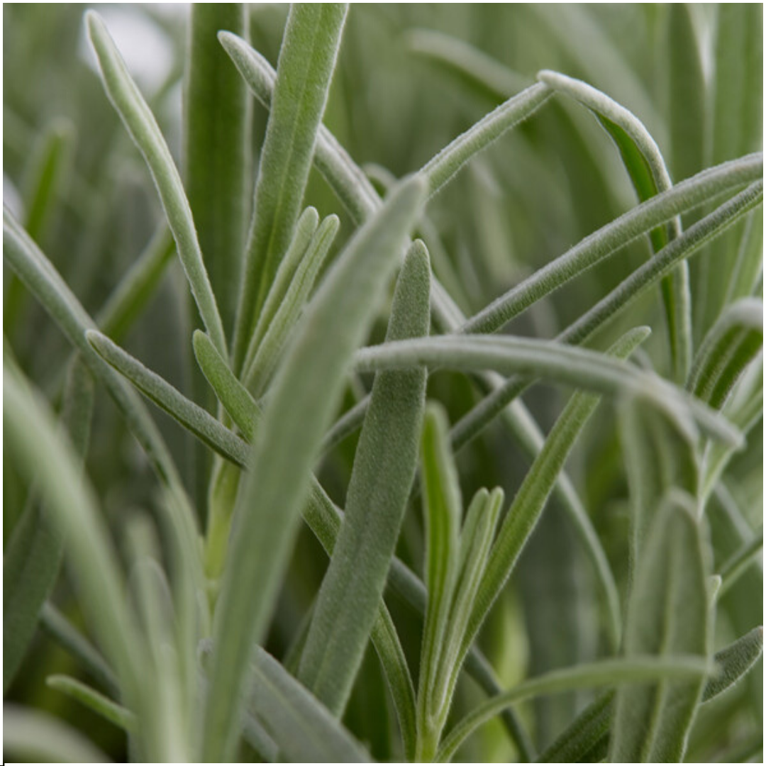 4 x 6er set Lavendel angustifolia - 24 x Ø7 cm - ↕15 cm - Lavendelpflanzen winterhart - Frisch aus der Gärtnerei geliefert