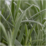 4 x 6er set Lavendel angustifolia - 24 x Ø7 cm - ↕15 cm - Lavendelpflanzen winterhart - Frisch aus der Gärtnerei geliefert