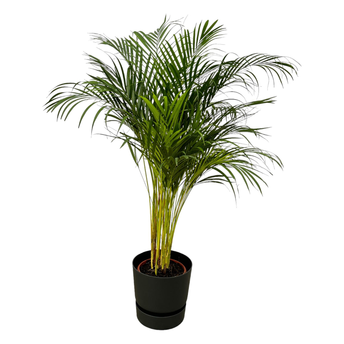 Areca Palme - ↨130cm - Ø24cm rund und schwarz D30xH28