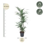Dracaena Warneckei - 145 cm - ø24