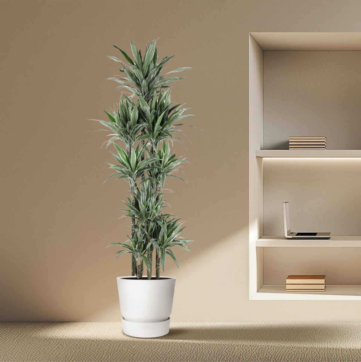 Dracaena Warneckei Karussell - 210 cm - ø41