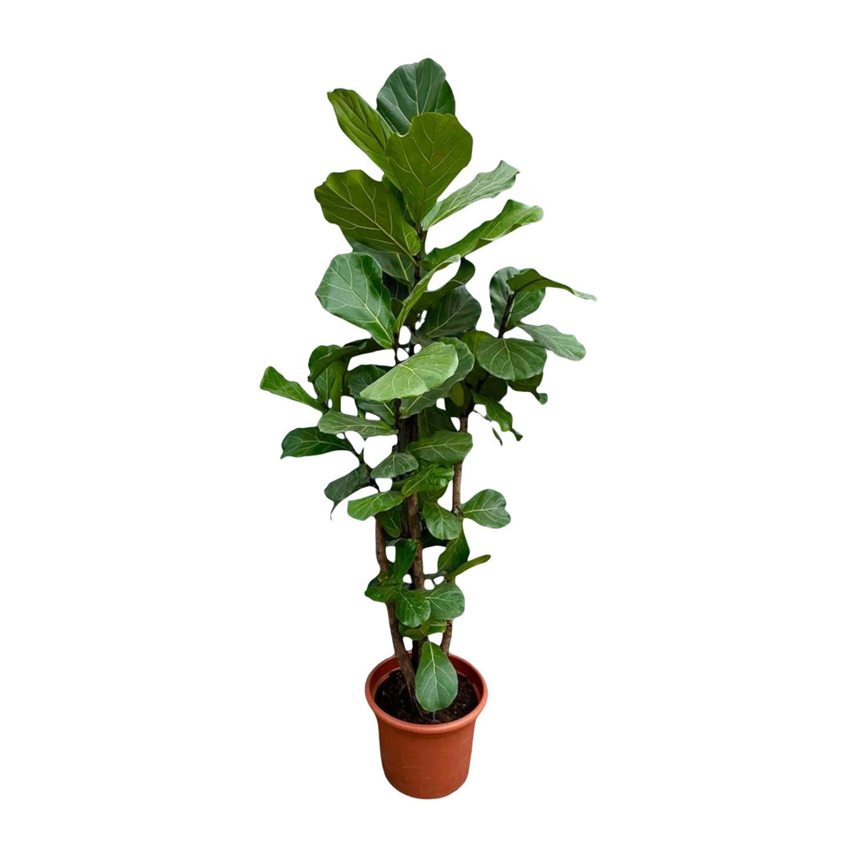 Ficus Lyrata verzeigt XXL - 220cm - ø40