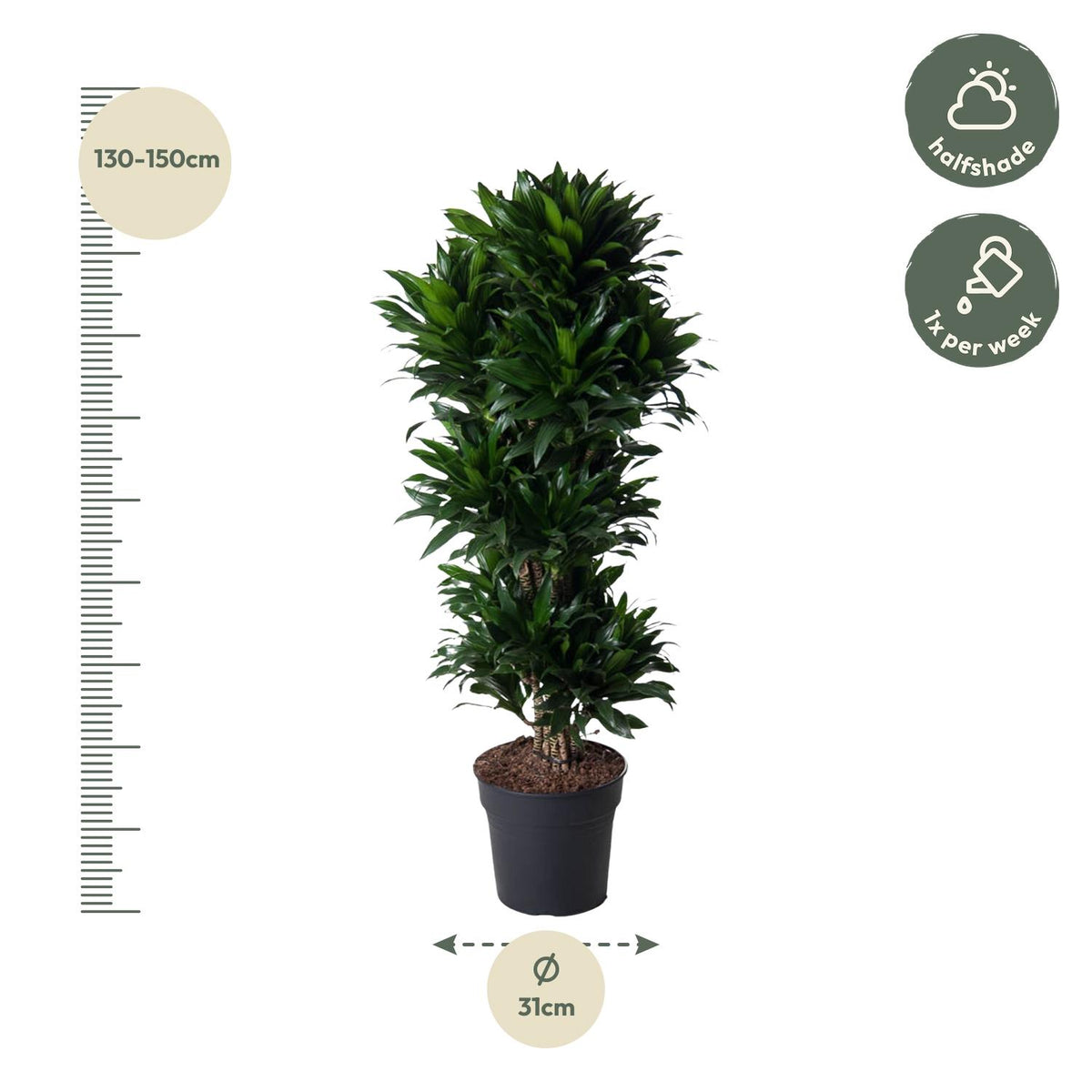 Dracaena Compacta verzweigt - 140 cm - ø31