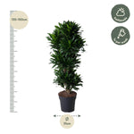 Dracaena Compacta verzweigt - 140 cm - ø31