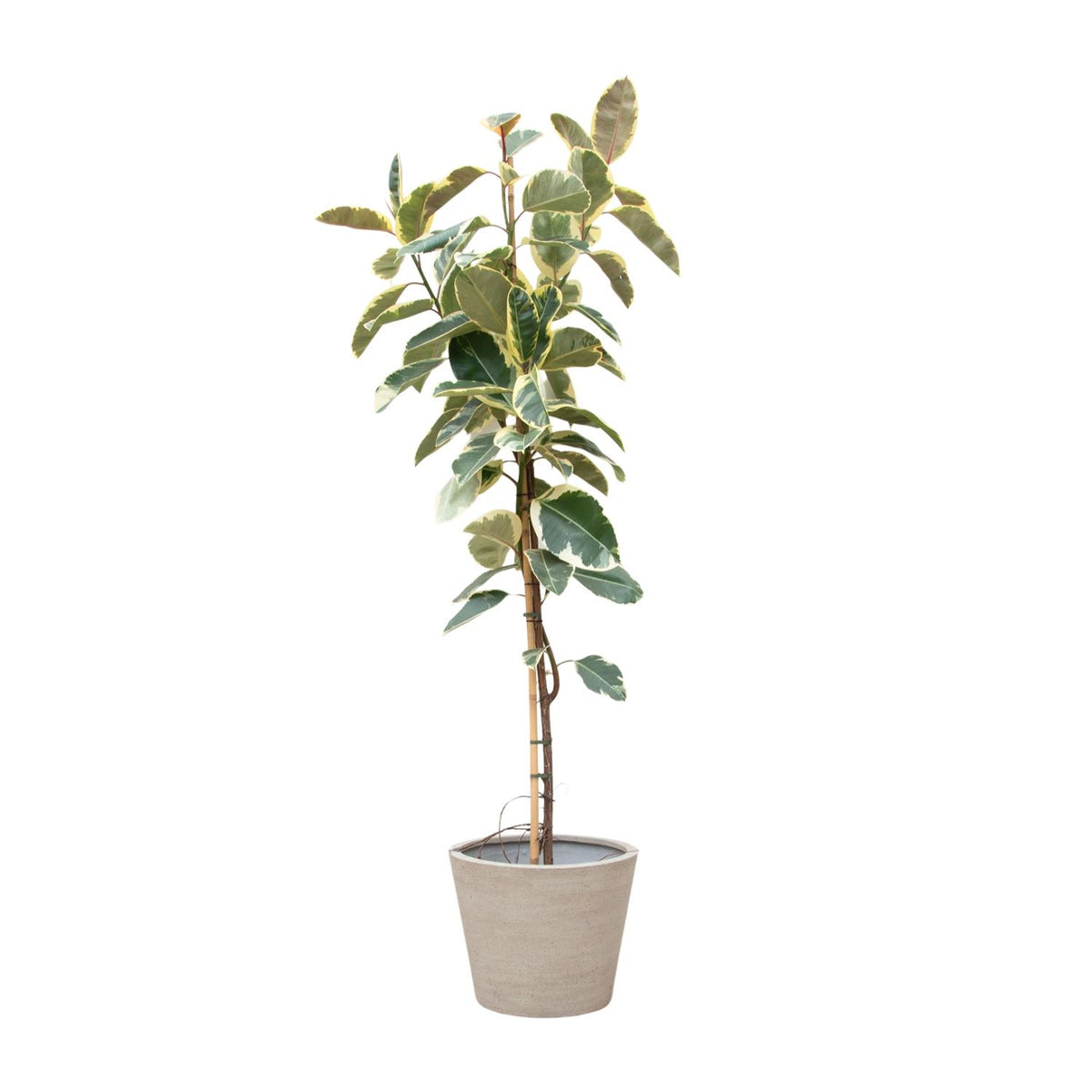 Ficus Tineke Stamm - 220cm - ø30