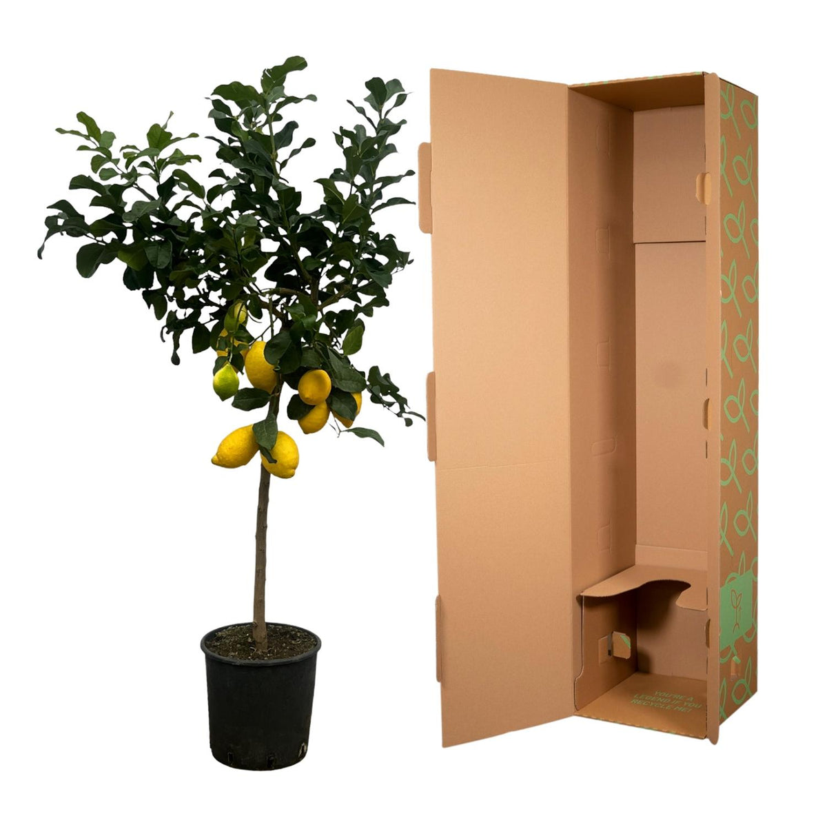 Citrus Lemon (Citroenbaum) - 150 cm - Ø24cm