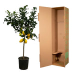 Citrus Lemon (Citroenbaum) - 150 cm - Ø24cm