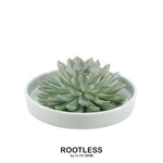 ROOTLESS Succulent Echeveria Pulidonis in Schale 'grün' Ø20 cm - ↕5 cm