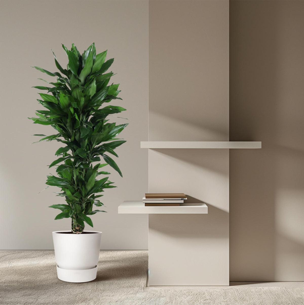 Dracaena Janet Lind verzweigt - 130 cm - ø31