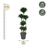Dracaena Compacta Karussell - 160 cm - ø34