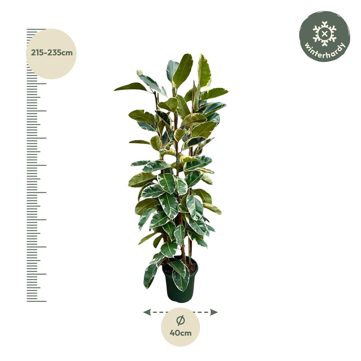 Ficus Elastica Tineke Busch - 225cm - ø40
