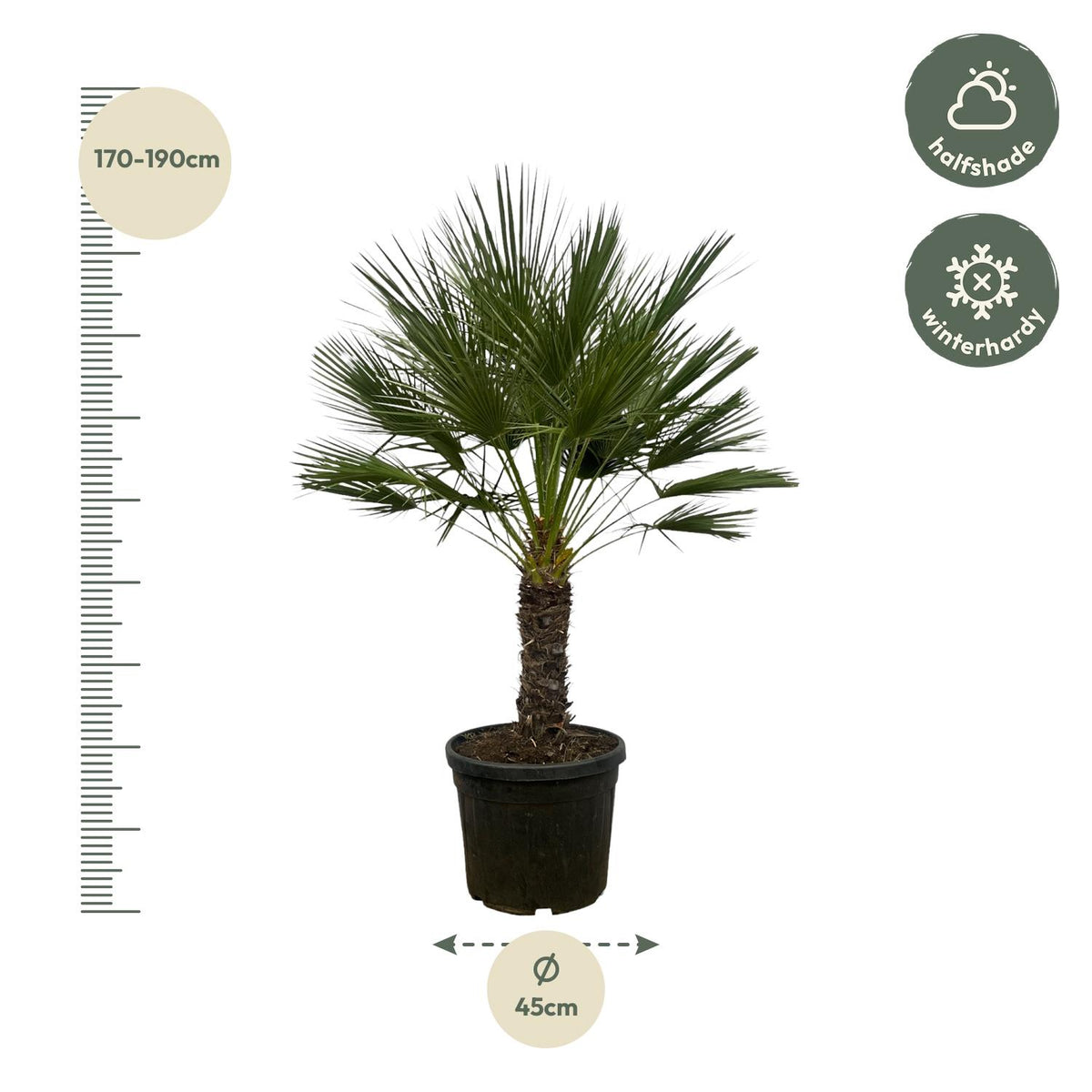Chamaerops Humilis - 150 cm - Ø45cm
