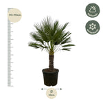 Chamaerops Humilis - 150 cm - Ø45cm