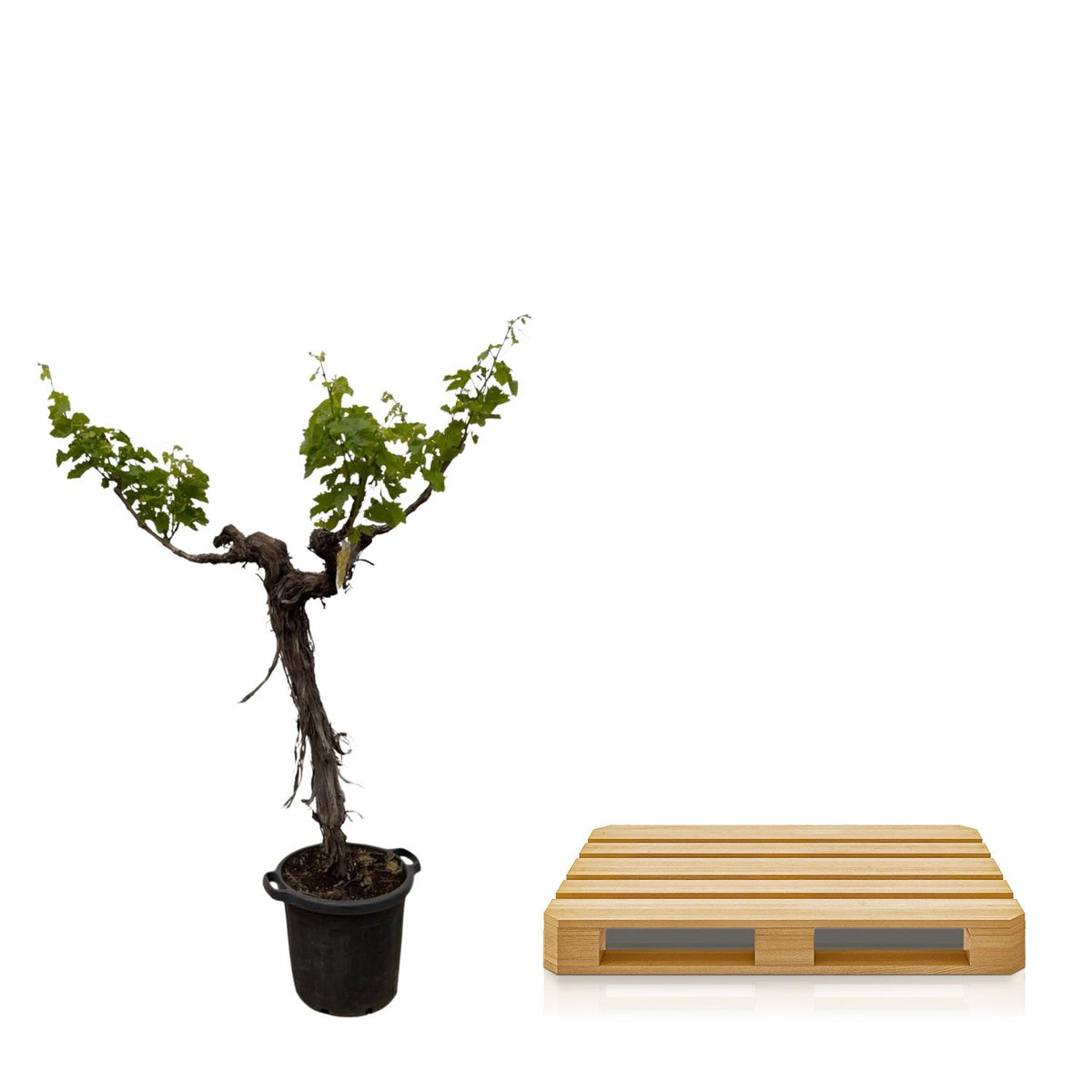 Druivenboom (Vitis Vinifera) - 220cm - ø55