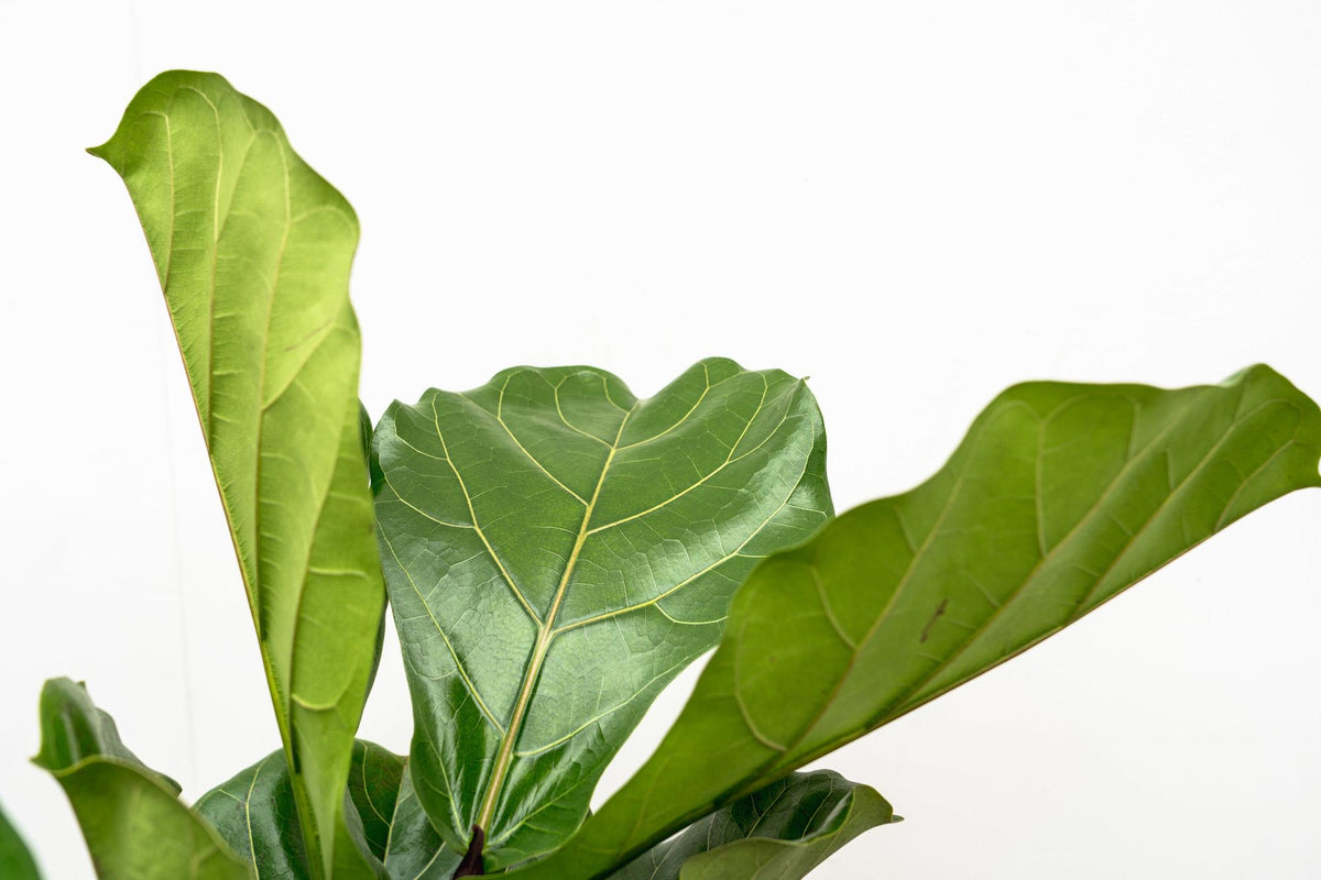 Ficus Lyrata verzeigt XL - 190cm - ø32