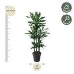Dracaena Janet Lind Karussell - 140 cm - ø31