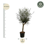 Olea Lorc - 200 cm - Ø45cm
