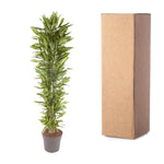 Dracaena Cintho verzweigt - 210 cm - ø40