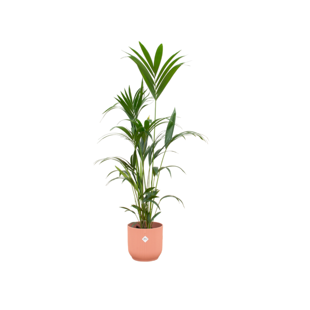 Kentia palm Vibes rosa - 160cm - Ø30