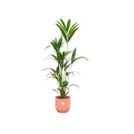 Kentia palm Vibes rosa - 160cm - Ø30