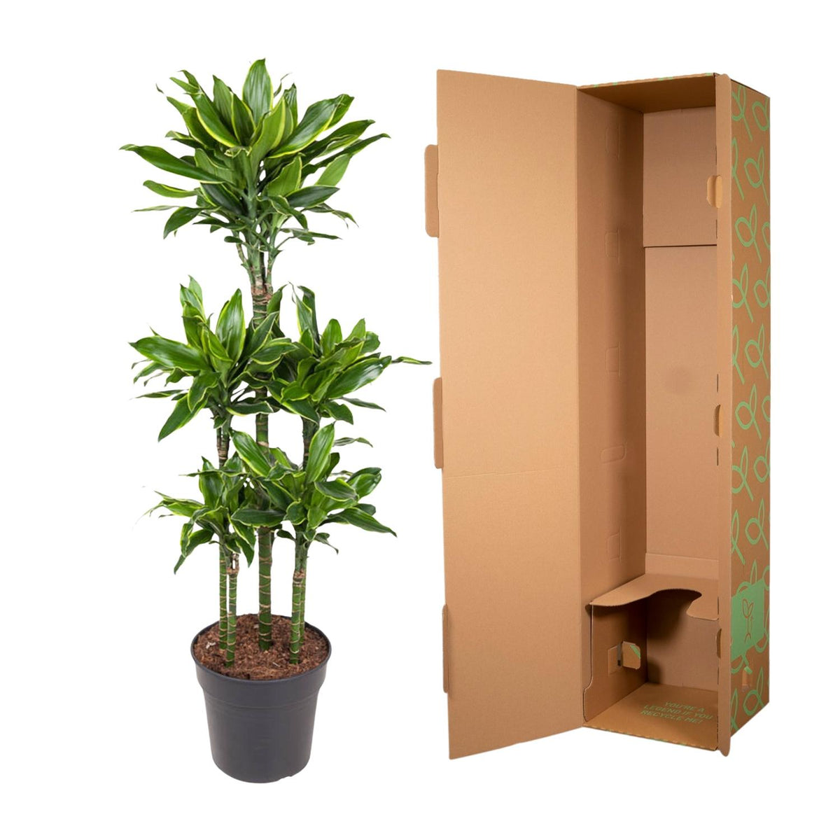 Dracaena Golden Coast Karussell - 150 cm - ø31