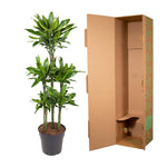 Dracaena Golden Coast Karussell - 150 cm - ø31