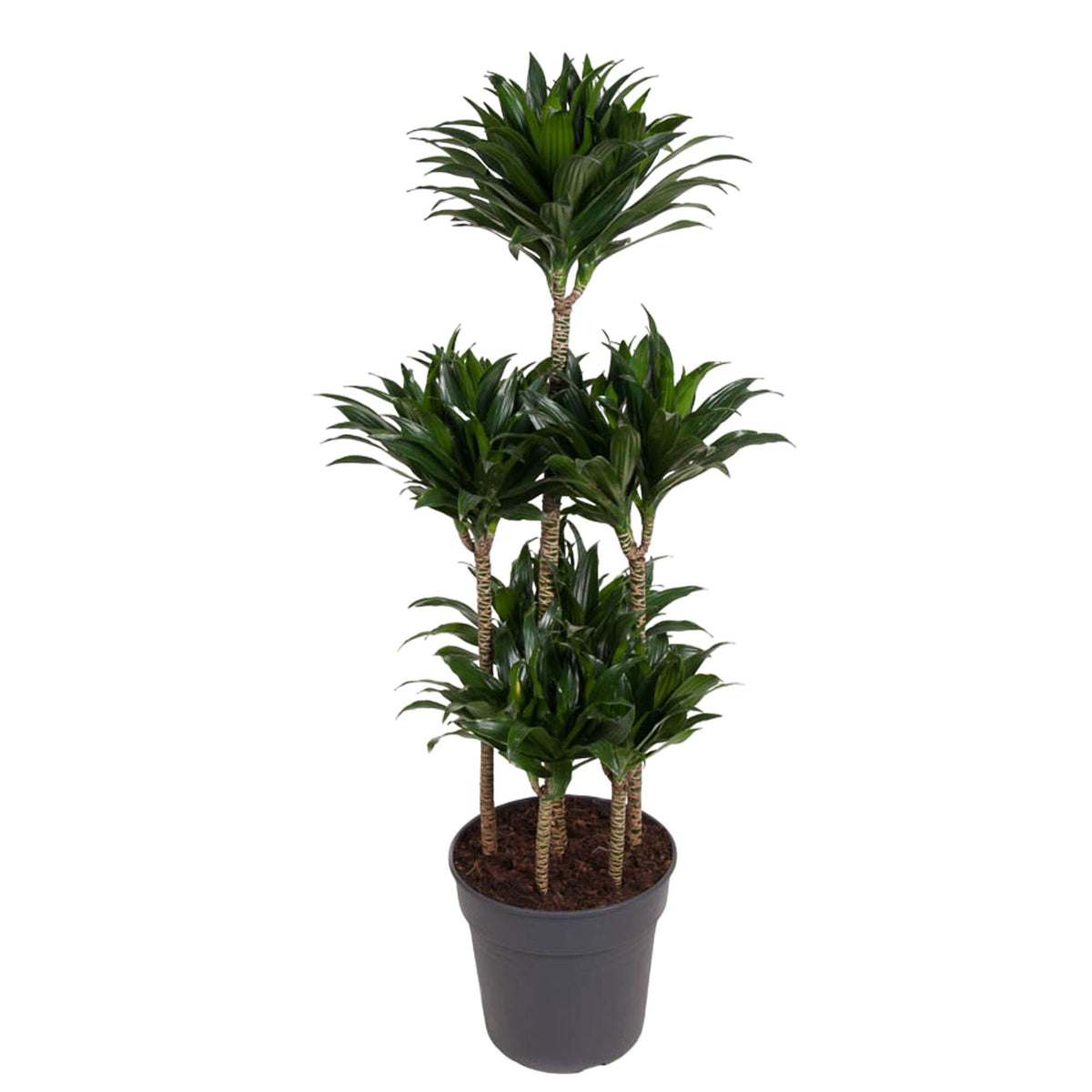 Dracaena Compacta Karussell- 130 cm - ø31