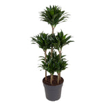 Dracaena Compacta Karussell- 130 cm - ø31