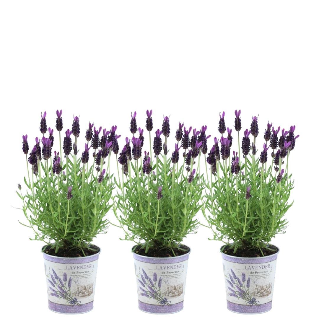 Lavandula stoechas Anouk® im Dekotopf 'Lavenderprint' - 13 cm Topf - 3er-Set Französischer Lavendel im Dekotopf