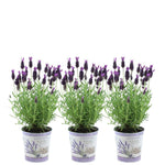 Lavandula stoechas Anouk® im Dekotopf 'Lavenderprint' - 13 cm Topf - 3er-Set Französischer Lavendel im Dekotopf