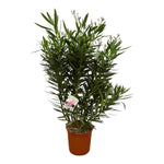 Nerium Oleanderstrauch mit weißer Blume - 160 cm - Ø 30 cm