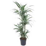 Dracaena Warneckei - 145 cm - ø24