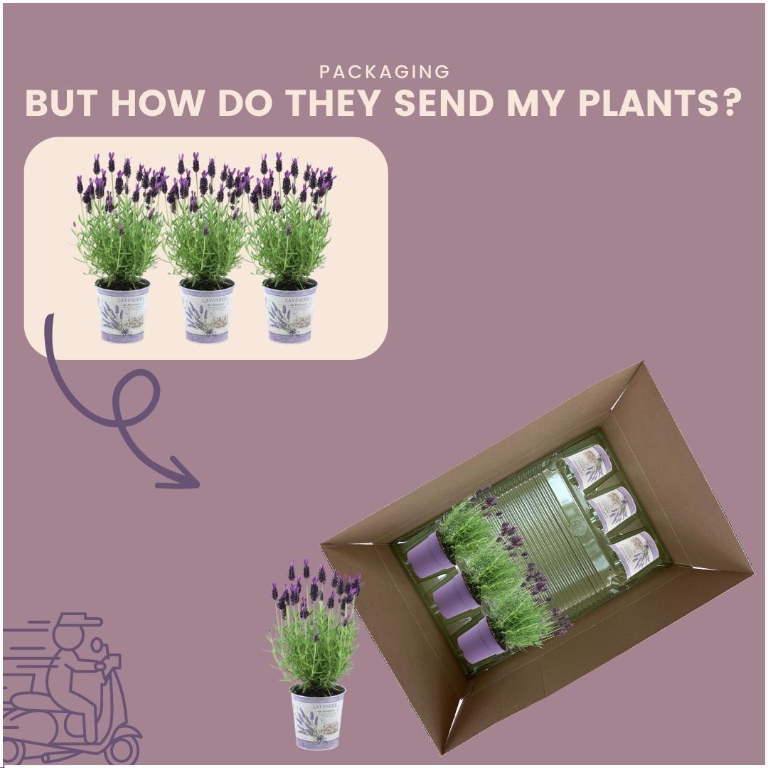 Lavandula stoechas Anouk® im Dekotopf 'Lavenderprint' - 13 cm Topf - 3er-Set Französischer Lavendel im Dekotopf