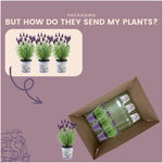 Lavandula stoechas Anouk® im Dekotopf 'Lavenderprint' - 13 cm Topf - 3er-Set Französischer Lavendel im Dekotopf