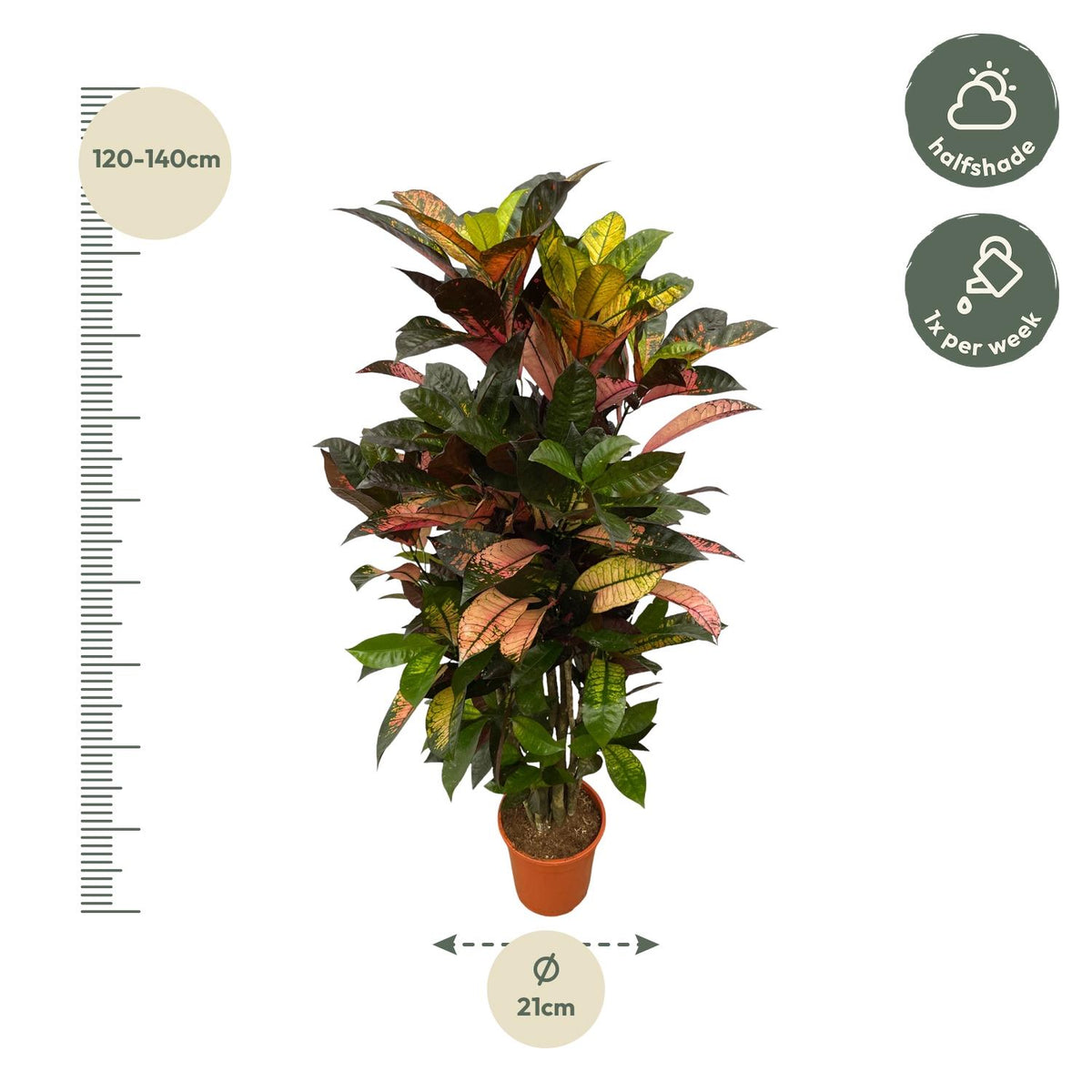 Codiaeum (Croton) Iceton verzweigt - 120 cm - Ø24 cm