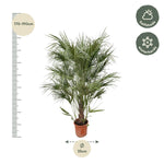 Chamaerops Humilis Busch - 170cm- Ø30