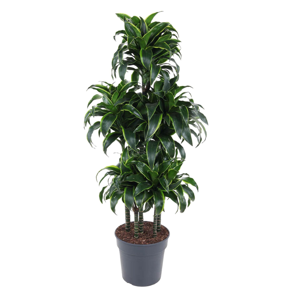 Dracaena Dorado Karussell- 140 cm - ø31