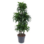 Dracaena Dorado Karussell- 140 cm - ø31