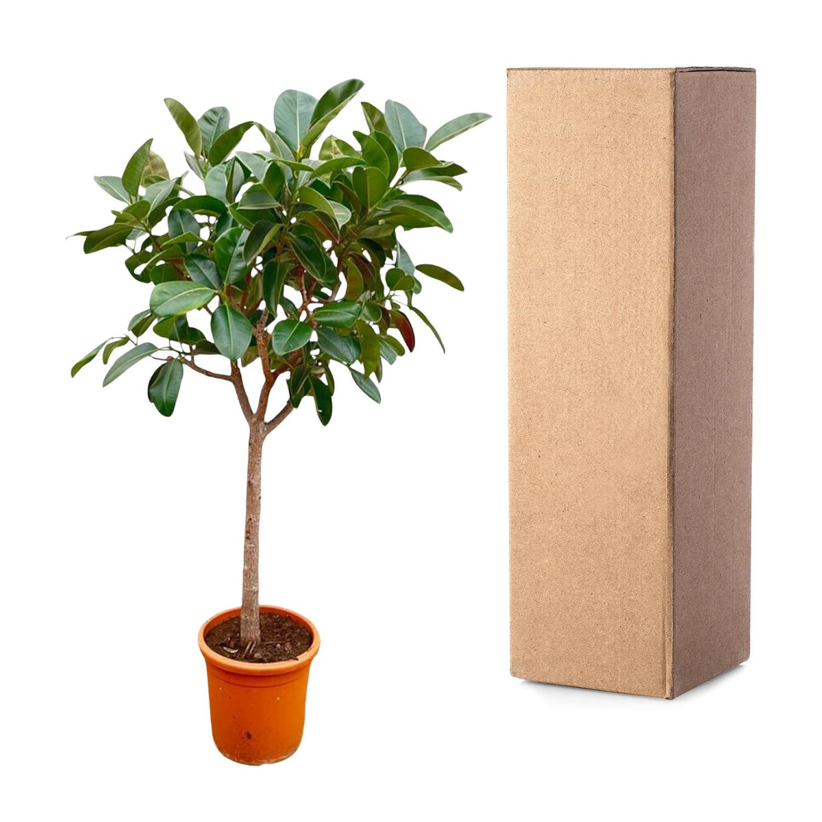 Ficus ElasticaRobusta Stamm - 210cm - ø40